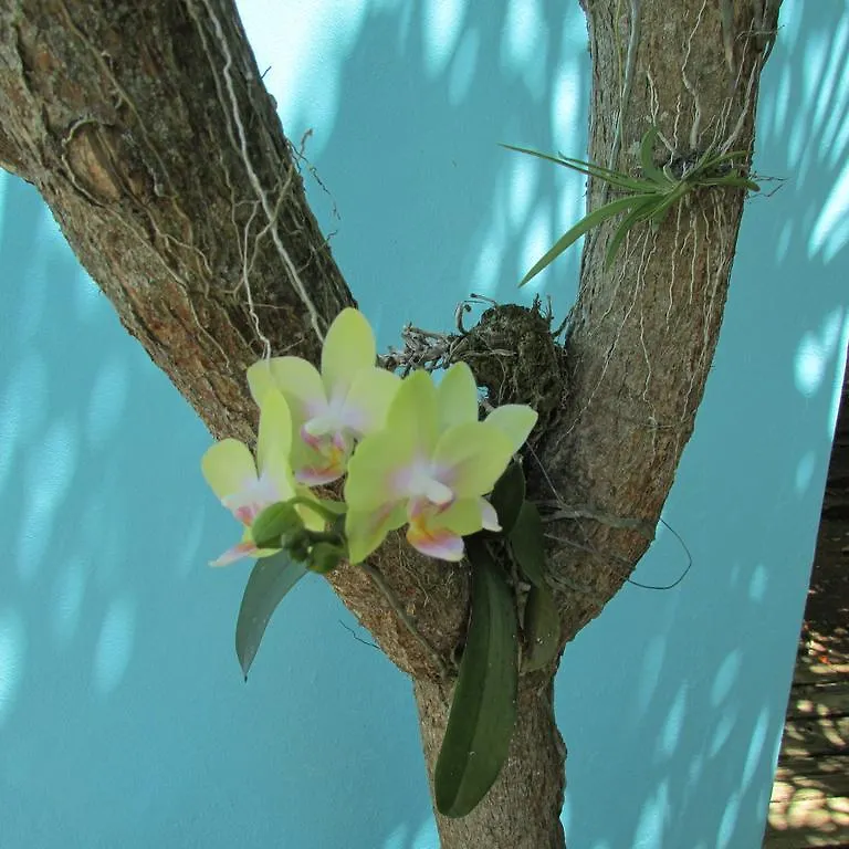*** 게스트하우스 Culebra Island Villas 쿨레브라 푸에르토리코